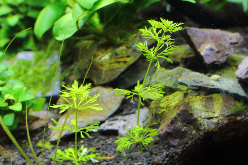 植栽から1日目　ドワーフアンブリア